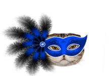 Cat In A Blue Mask With Feathers On White Background