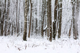 Fototapeta Las - a lot of snow-capped trees and falling snow. winter landscape in the park