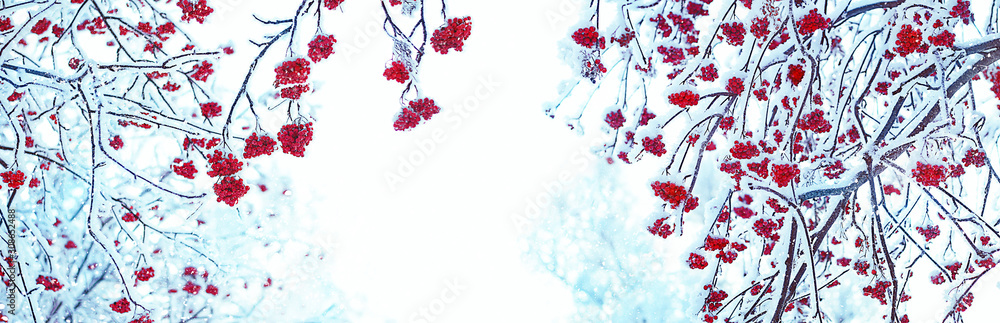 Rowan tree in snow. artistic winter background. frozen bunches of Red rowan berries covered with snow. new year and christmas time. banner. copy space - obrazy, fototapety, plakaty 