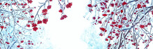Frozen Rowan Trees In Snow. Beautiful Winter Landscape With Snowy Bunches Of Red Rowan Berries. Winter Scene, Natural Abstract Background. Winter Festive Season. Cold Weather.. Banner. Copy Space