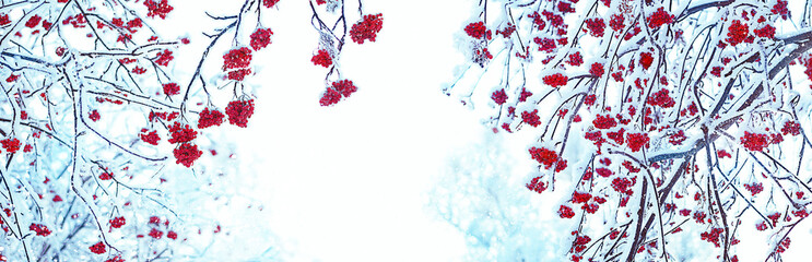 Frozen Rowan trees in snow. beautiful winter landscape with snowy bunches of Red rowan berries. winter scene, natural abstract background. winter festive season. cold weather.. banner. copy space