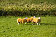 Three Yellow Sheep In Green Grass Pastures Of A Northumberland Farm, England.