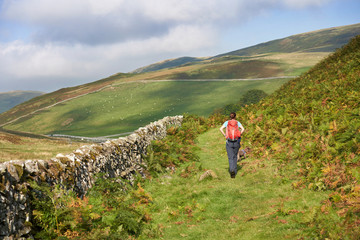 Wall Mural - A female hiker walking through the countryside of Coquetdale in Northumberland, England.