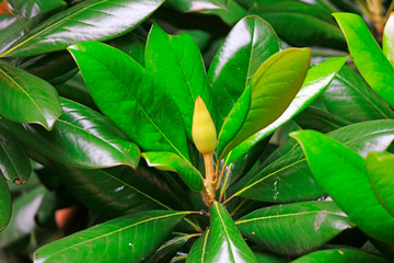 Canvas Print - Magnolia grandiflora flowers