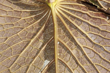 Close up Macro photo of the back side of a Water lily leaf with streaks. Natural background. Flat lay