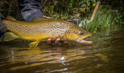 Releasing trout