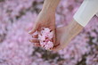 © ElenaBatkova - Sakura petals pink in the hands of a woman closeup.