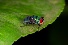 Macro Photo Of Bluebottle Fly, It Is Part Of A Family Of Blue Or Metallic Green Flies, The Califoridae, Whose Main Species Is Cochliomyia Hominivorax.