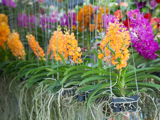 Poster - Potted orchids are blooming in the garden.