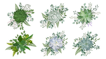 Wall Mural - Set bouquets with succulent flowers, watercolor, isolated on white. Vector Watercolour.