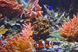 Clownfish and Paracanthurus in coral