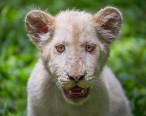 Wall Mural - The face of a white lion cub