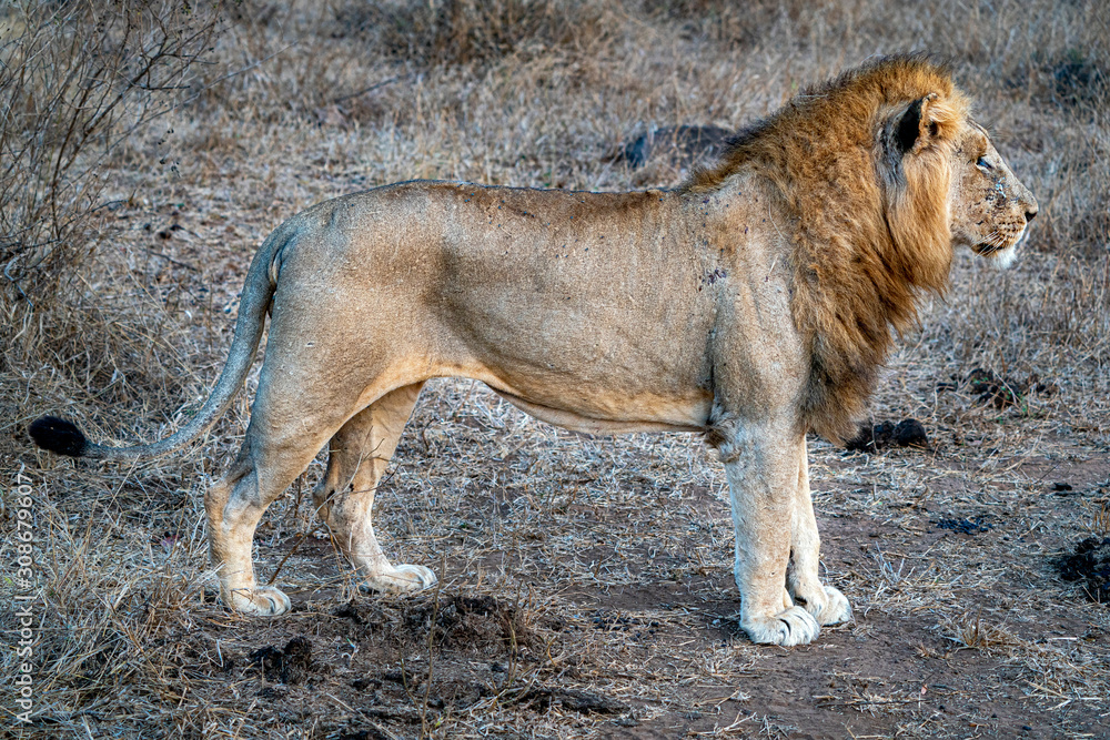 male lion in kruger park south africa rady to hunt - obrazy, fototapety, plakaty 