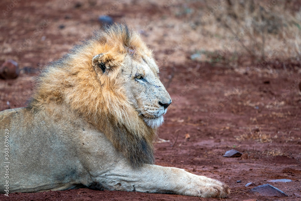 male lion in kruger park south africa rady to hunt - obrazy, fototapety, plakaty 