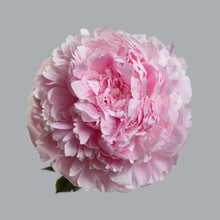 Tender Pink Peony Flower Isolated On Gray Background.