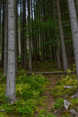 Fototapeta wilderness forest
