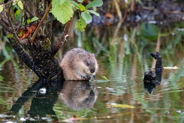 Muskrat ondatra zibethicus eating grass on river shore. Cute common water rat in wildlife.