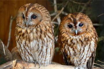 two owls  couple of owls beautiful birds