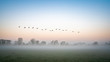 Canada geese flying in formation on a misty morning in Fotheringhay 