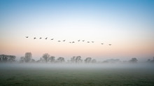 Canada Geese Flying In Formation On A Misty Morning In Fotheringhay 