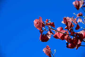 Wall Mural - Red autumn leaves against the blue sky