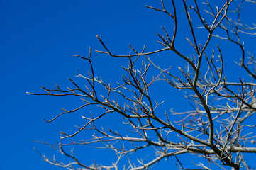 Wall Mural - Leafless tree branches against the blue sky