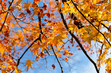 Wall Mural - Japanese yellow maple leaves background