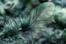 Close-up Green Turquoise Color Craft Feather Texture Background