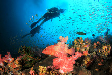 Scuba Divers Explore Underwater Coral Reef 