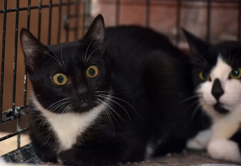 Wall Mural - two scared black and white cats in a cage