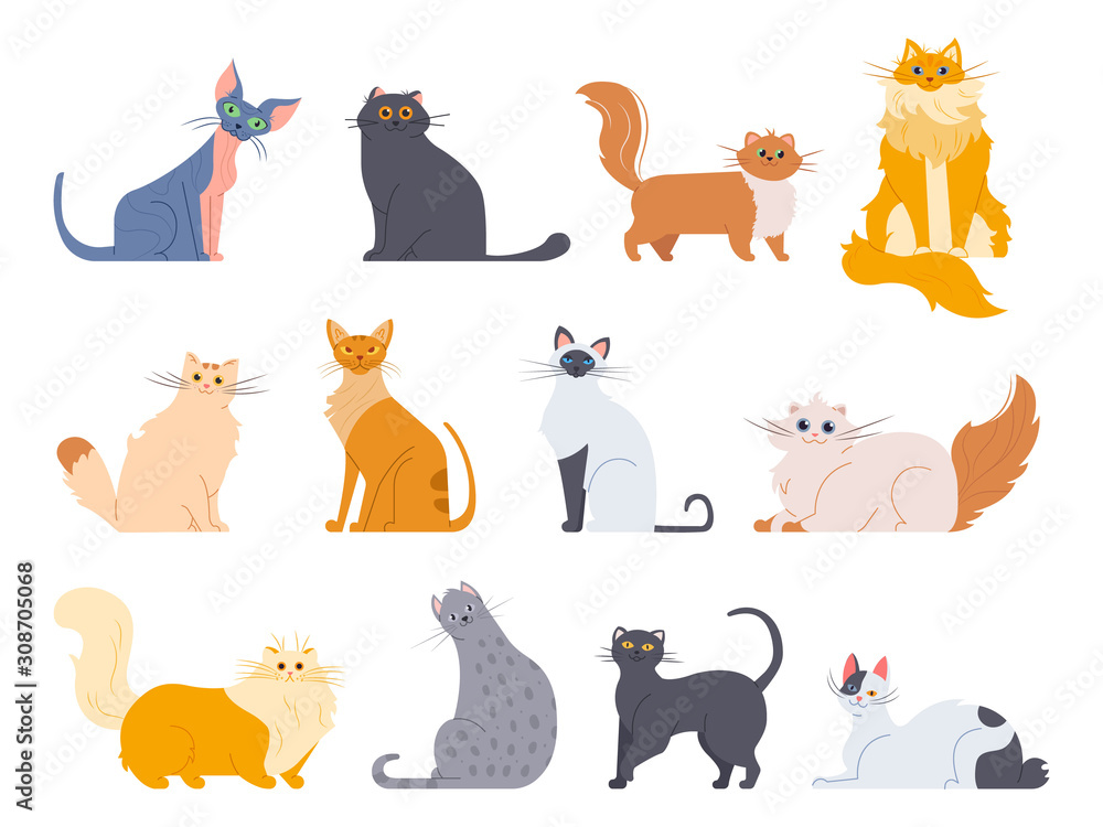 Cat breeds. Cute fluffy cats, maine coon, bobtail, siamese cat and funny sphynx cat, pedigree breeds pets isolated illustration icons set. Flat vector kittens bundle - obrazy, fototapety, plakaty 