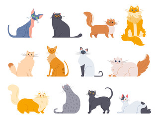 Cat breeds. Cute fluffy cats, maine coon, bobtail, siamese cat and funny sphynx cat, pedigree breeds pets isolated illustration icons set. Flat vector kittens bundle