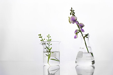 Wall Mural - green plant and purple flower flask and beaker in biotechnology cosmetic science white laboratory ba