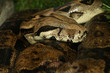 © pumppump - Close up head boa constrictor snake