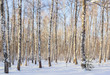 Birch grove on a winter day