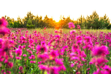 Wall Mural -  spring landscape with blooming purple flowers on meadow