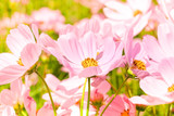 Fototapeta Kosmos - the beautiful cosmos flowers in the garden with the sunny day using as nature background and wallpaper.