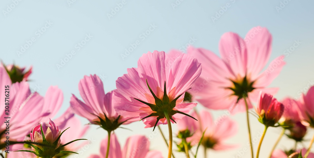 the beautiful cosmos flowers in the garden with the sunny day using as nature background and wallpaper. - obrazy, fototapety, plakaty 