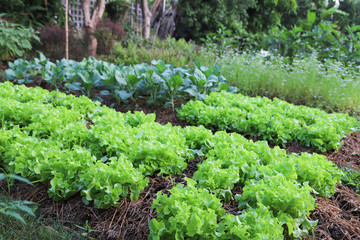 Wall Mural - Closeup of organic green oak, Chinese kale and other vegetable growing in backyard garden in sunny morning. 