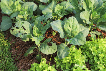 Wall Mural - Closeup of organic Chinese kale and green oak vegetable growing in backyard garden in sunny morning. 