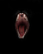 mouth of a night demon,  cat’s jaws of a lynx isolated on a black background. swallow throat ready to devour prey, a symbol of nightly fears and temptations. red open gluttonous mouth with dark abyss.