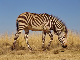 Wall Mural - Hartmanns Bergzebra 43