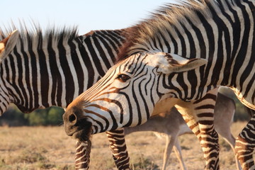 Wall Mural - Hartmanns Bergzebra  5308