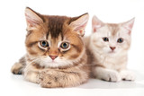 Fototapeta Pokój dzieciecy - Close up of two kittens.