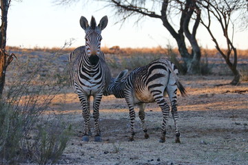 Wall Mural - Hartmanns Bergzebra Mutter mit Baby 4636