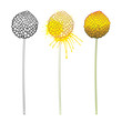 Set of outline ball of yellow craspedia or billy buttons or woollyheads dried flower isolated on white background. 