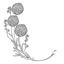 Corner Bouquet With Outline Ball Of Craspedia Or Billy Buttons Dried Flower In Black Isolated On White Background.