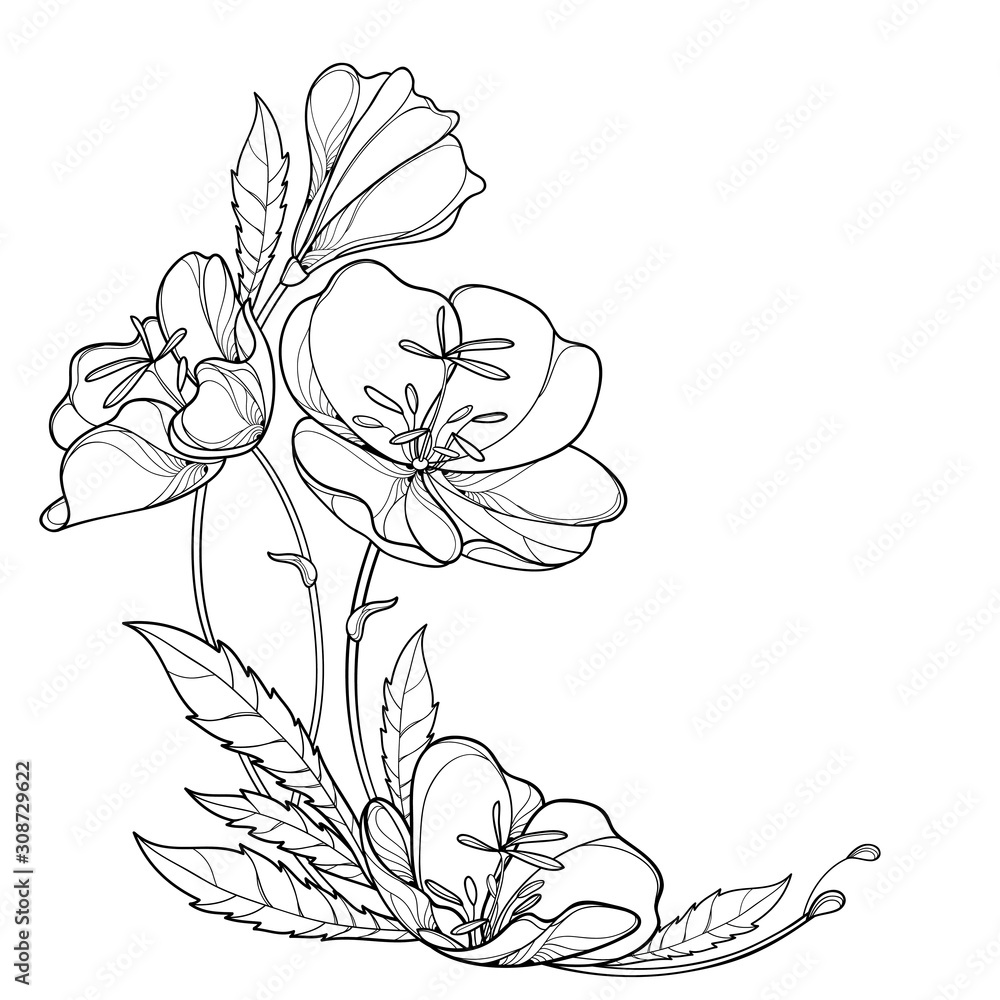 Corner bouquet of outline Oenothera or evening primrose flower bunch with bud and leaf in black isolated on white background. - obrazy, fototapety, plakaty 