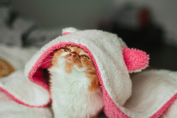  Funny ginger kitten in a white soft hood of a bathrobe with pink ears.