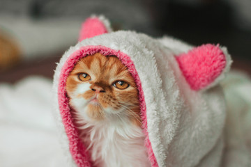  Funny ginger kitten in a white soft hood of a bathrobe with pink ears.